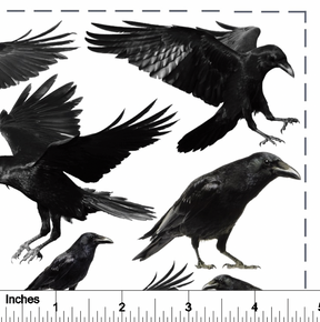 Ravens from Photo - Overglaze Decal Sheet